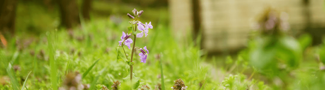 茨城・県北、奥久慈大子町でお洒落な地方創生・地域活性化・町おこし。カフェ&ゲストハウス、咲くカフェの新たな取り組み。