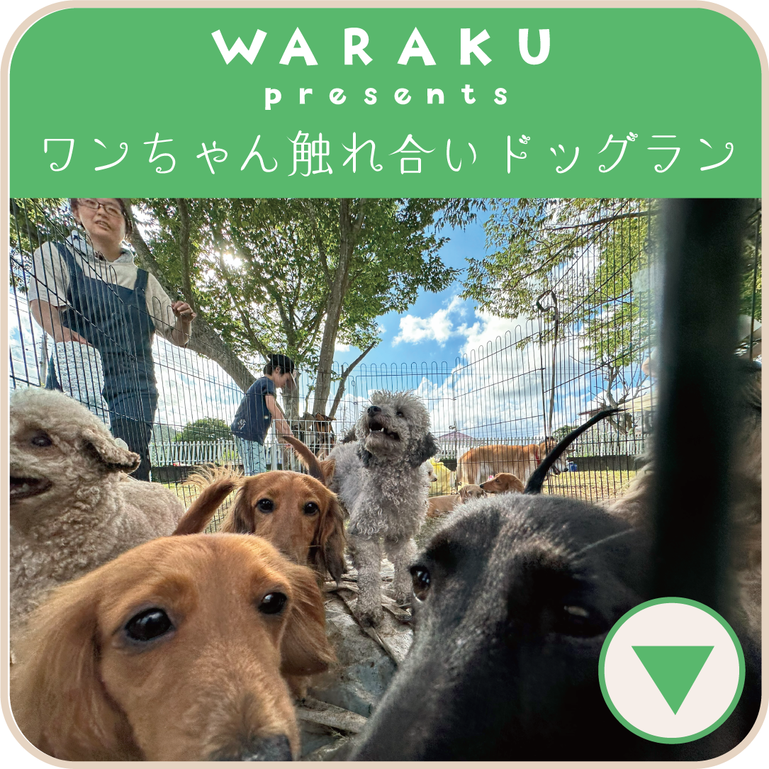 ドッグラン　触れ合い